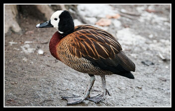 Among the ducks - Kostenloses image #487363